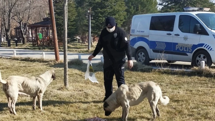 Kahramanmaraş'ta sokak hayvanları unutulmadı