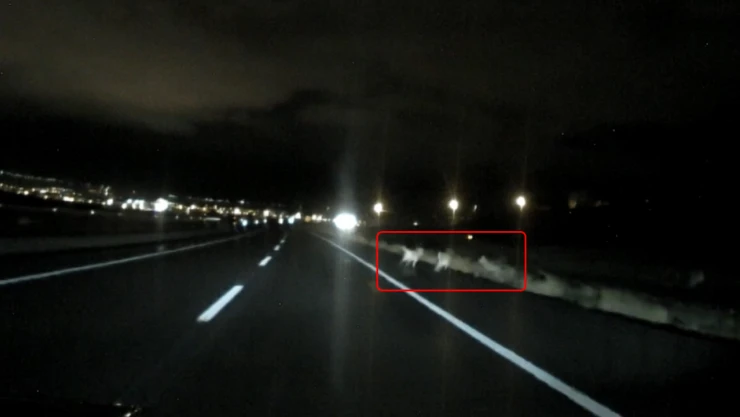 Kar yağışı sonrası kurtlar şehre indi