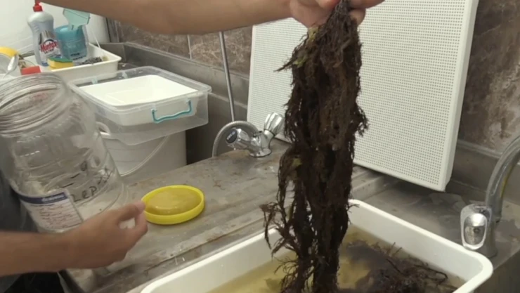 Karadeniz kıyılarında oluşan yosunlardan gübre üretildi