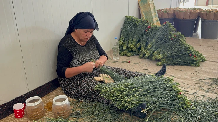 Karanfiller, Avrupa pazarına ihraç edilmek için hazırlanıyor
