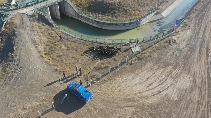 Kaybolan 41 keçi jandarma dronuyla bulundu