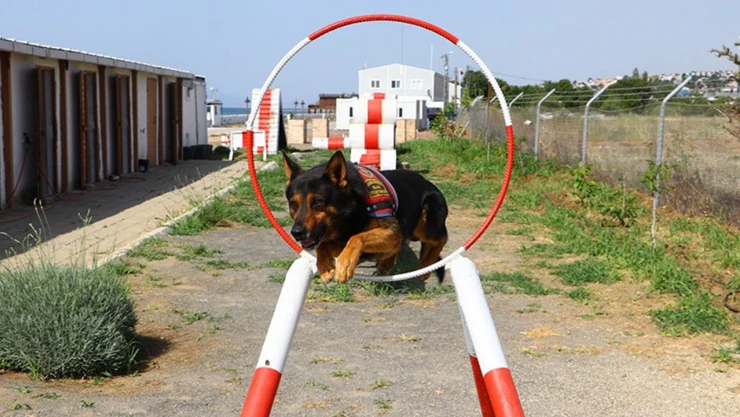 Kayıt ve Ulak zehir tacirlerinin korkulu rüyası