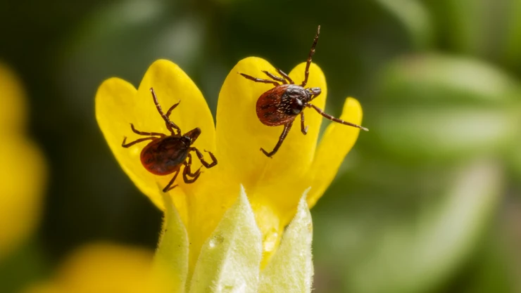 Kene kabusu geri döndü! 1 kişi hayatını kaybetti