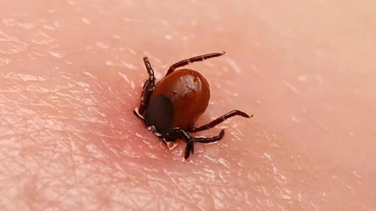 Kene vakaları artıyor, 1 kişi daha hayatını kaybetti