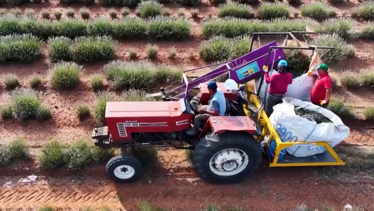 Kıraç arazileri değerlendiren çiftçilerin yüzü lavantayla güldü