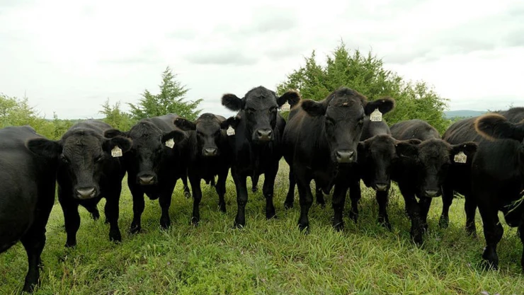 Kırsalda Bereket Projesi'nde ilk etap tamamlandı