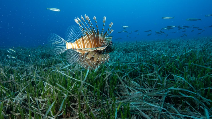 Kızıldeniz göçmeni istilacı türlerine dikkat!