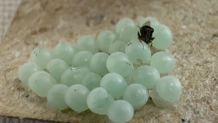 Kokarca ile mücadele edecek 300 bin samuray arısı hazır