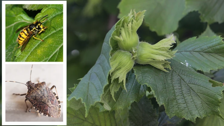 Kokarcayla mücadele için 207 bin Samuray Arısı, doğaya bırakıldı