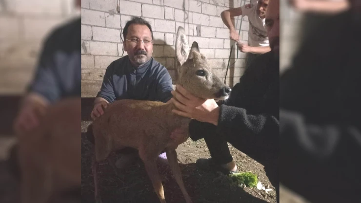 Köpeklerin saldırısına uğrayan yavru karaca tedavi edildi