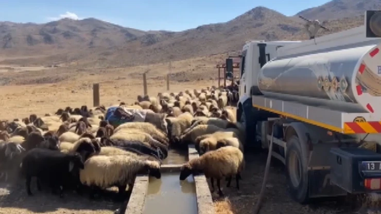 Köy yerinde susuz kalan koyunlara tankerle su taşındı