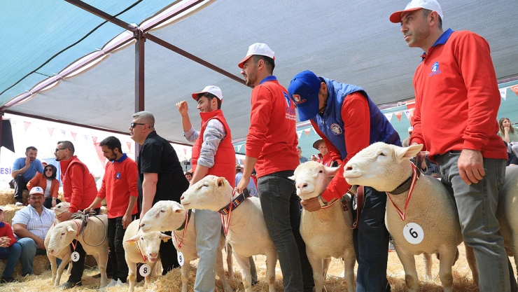 Koyun güzellik yarışmasına 11 ilden 60 yetiştirici katıldı