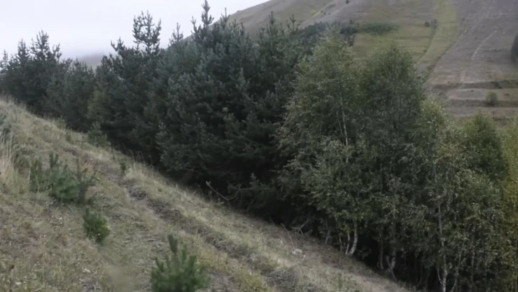 Köyünü 40 yılda 50 bini aşkın fidanla buluşturdu