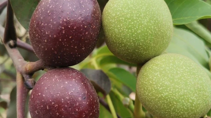 KSÜ'den büyük başarı! Yeni bitkisel gen kaynağı