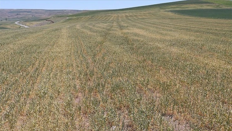 Kuraklıktan etkilenen il sayısı 41'e yükseldi