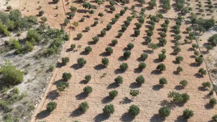 Kuraklıktan etkilenen zeytin bahçeleri sulama sistemiyle hayat buluyor