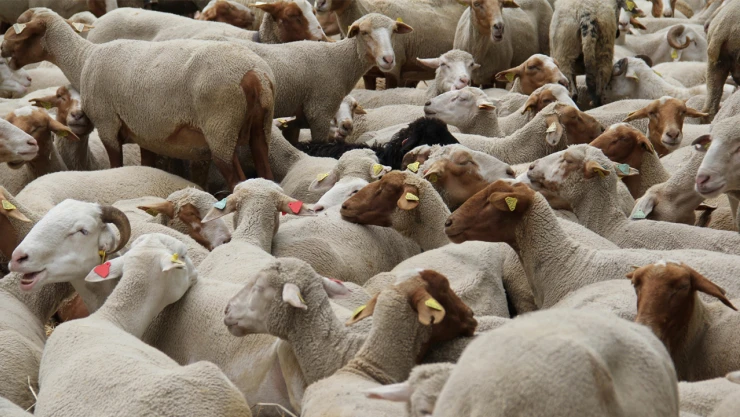 Kurban Bayramı öncesi önemli duyuru