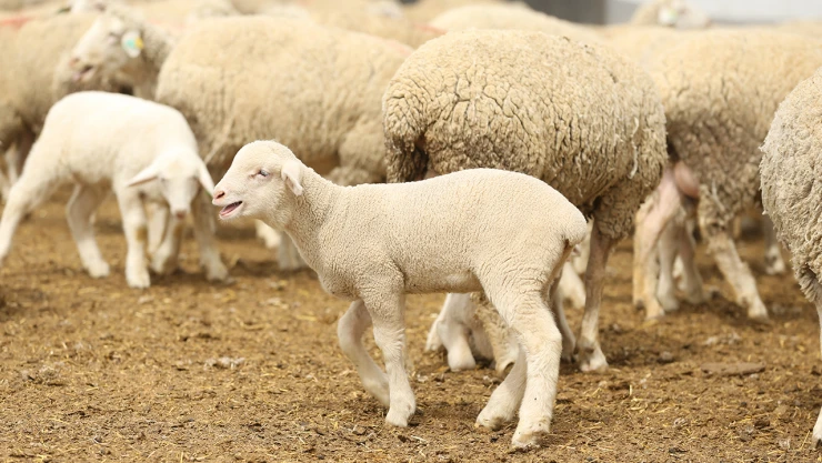 Kurbanlık fiyatları belli oldu!
