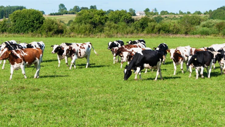 Kurbanlık hayvanların sevkinde kurallar açıklandı
