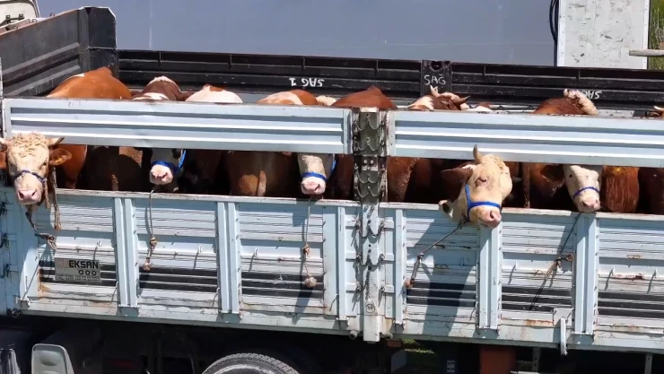 Kurbanlıkların batıya yolculuğu başladı