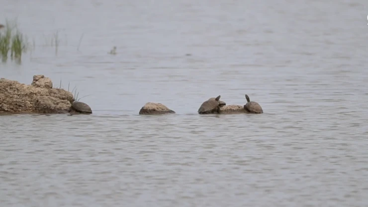 Küresel kuraklık tatlı su kaplumbağalarının yaşamını tehdit ediyor