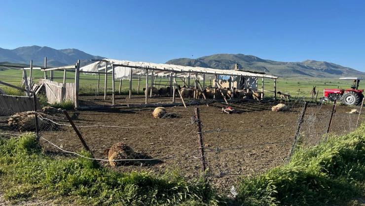 Kurtların saldırdığı koyunlardan 12'si telef oldu, 20'si yaralandı