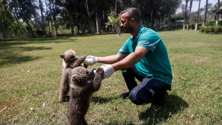 Mağarada bulunan yavru bozayılar, özenle büyütülüyor