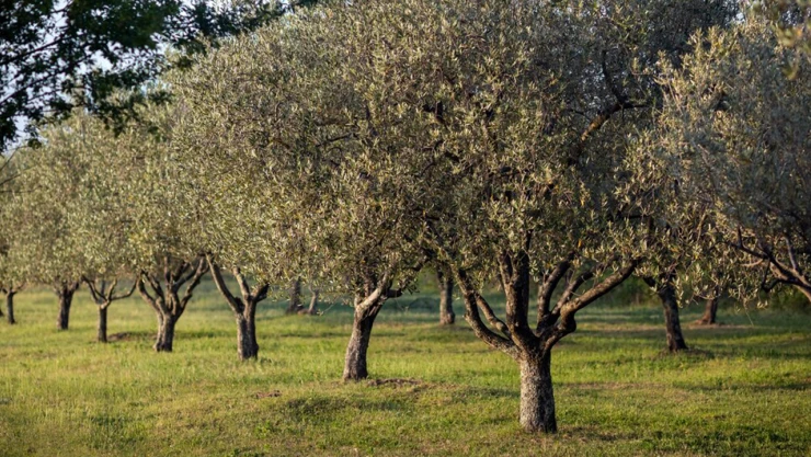 Maraş zeytininin kalitesini artırmak için bilimsel dokunuş