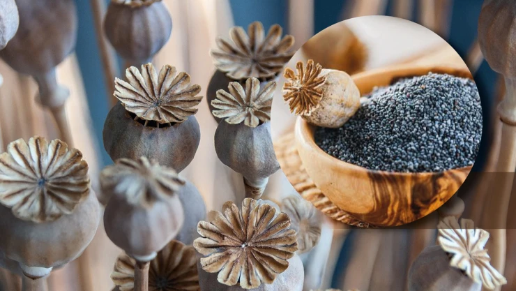 Mavi renkli haşhaş tohumu satışları devam ediyor