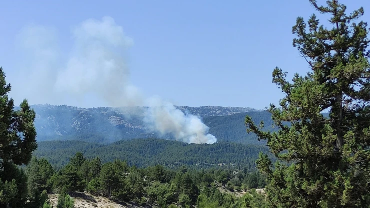 Mersin'de ormanlık alanda yangın çıktı