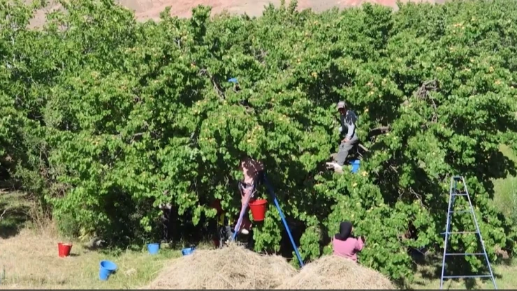 Mevsimlik tarım işçileri kayısı mesaisinde