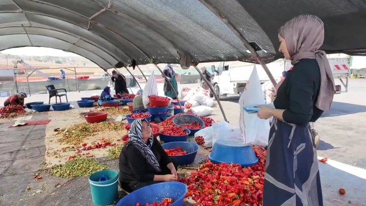 Mevsimlik tarım işçilerine mobil sağlık hizmeti sunuluyor