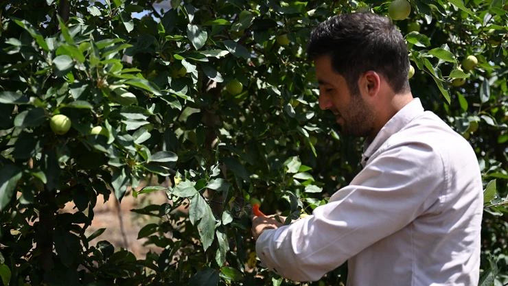 Meyve ağaçlarını aşırı sıcaktan ve susuzluktan koruyun uyarısı