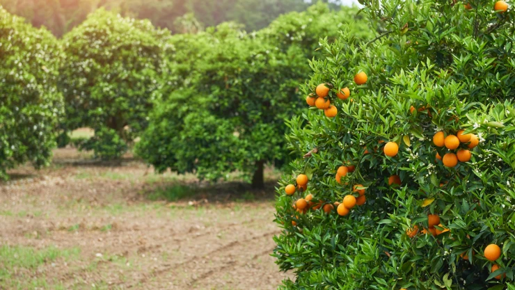 Meyve bahçelerine yeni kriter! Eğim şartı getirildi