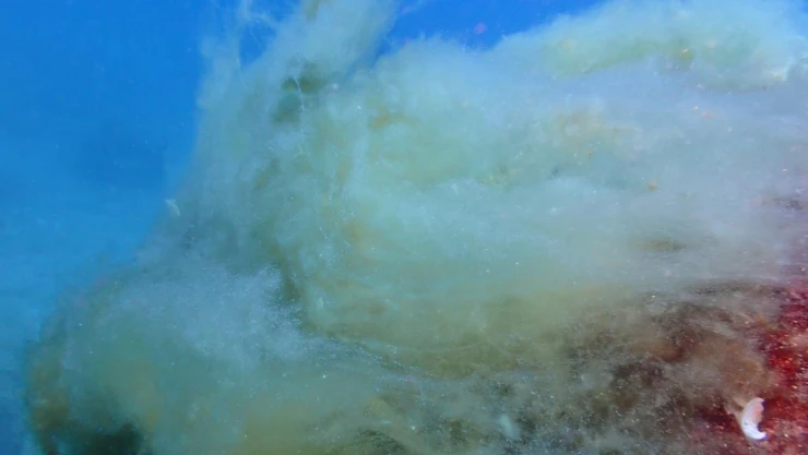 Müsilaj Marmara'daki mercanları ölüme sürüklüyor