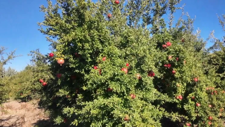 Narda hasat dönemi başladı, 9 ülkeye ihraç ediliyor