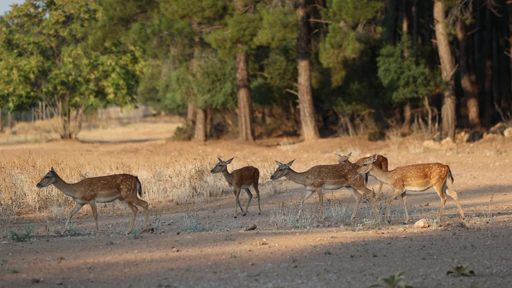 Nesli tükenme tehlikesi altındaki alageyikler, bu yıl 11 yavru dünyaya getirdi
