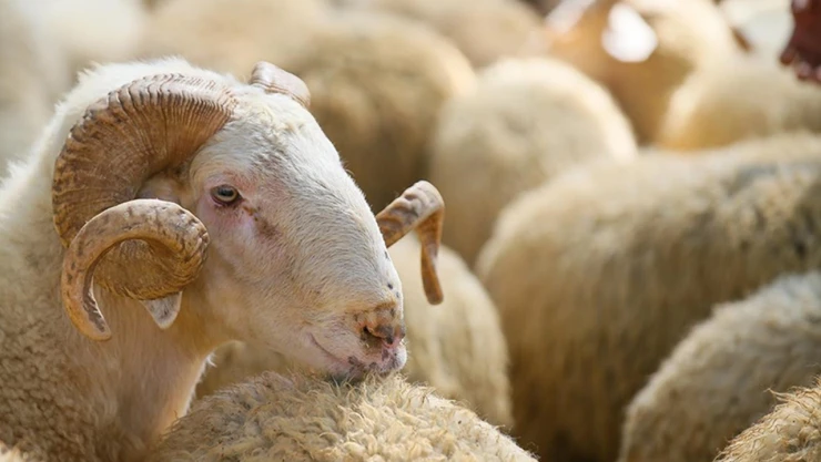 Onikişubat ilçesinde kurbanlık satış ve kesim yerleri belli oldu