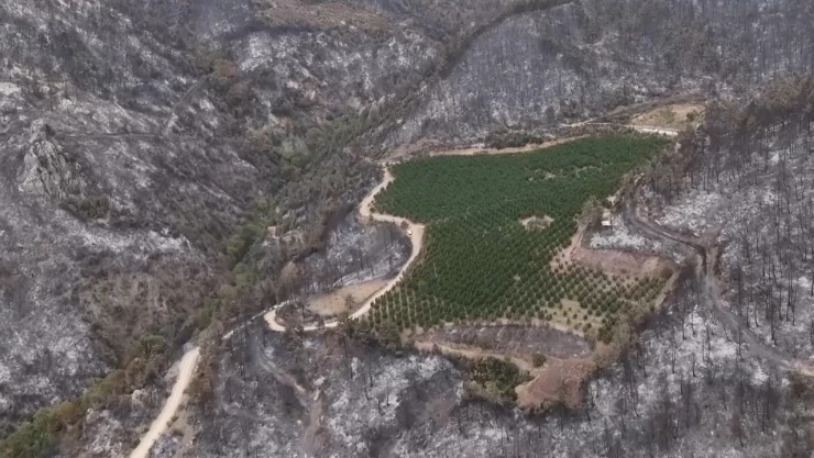 Orman yangınının ortasında kalan nektari bahçesi zarar görmedi