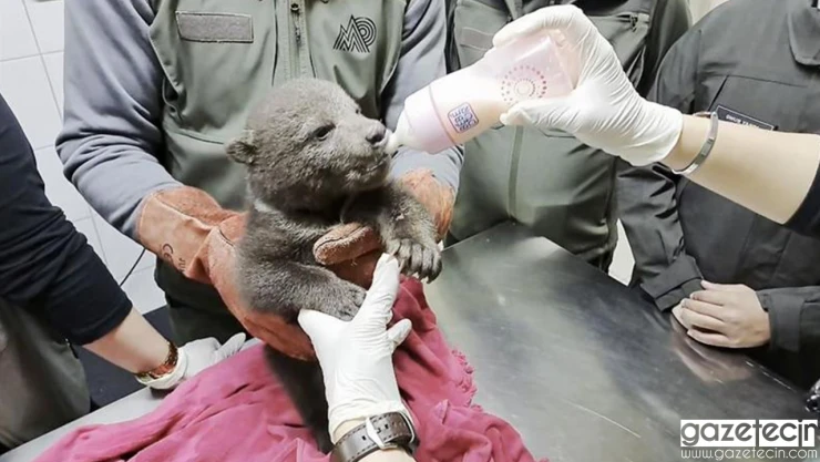 Ormanda bulunan yavru ayı barınağa götürüldü