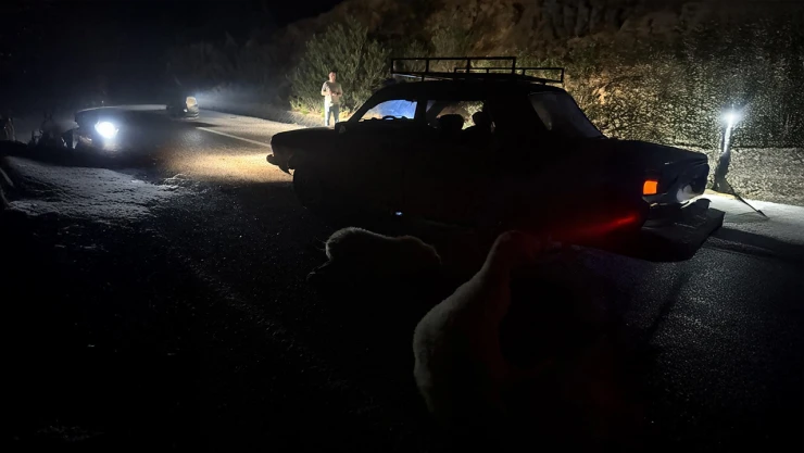 Otomobilin çarptığı 8 koyun telef oldu