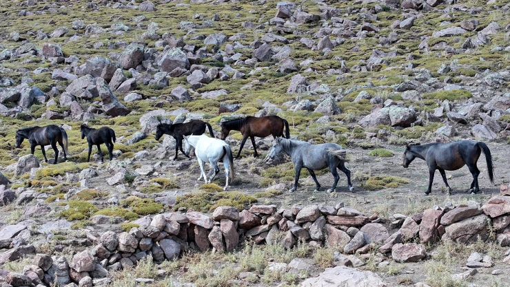 Özgürlüğün simgesi yılkı atları Erciyes'te dörtnala koşuyor