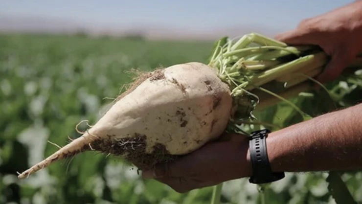 Pancar üreticilerine 2,5 milyar liralık avans ödemesi yapıldı