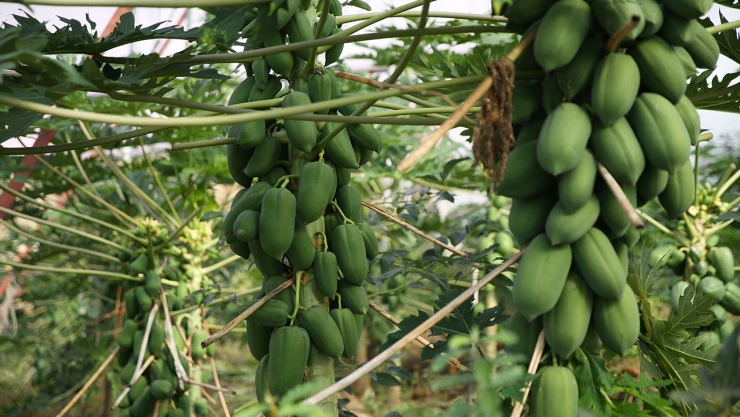 Papaya meyvesinin ilk ihracatı Kuveyt'e