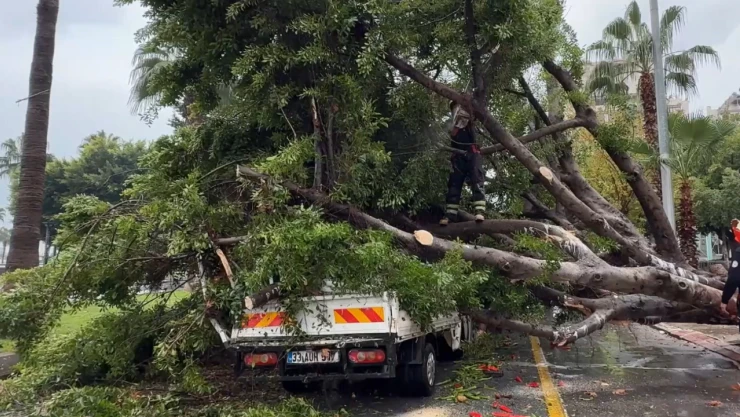 Rüzgarın etkisiyle devrilen ağaç seyir halindeki araçlara zarar verdi