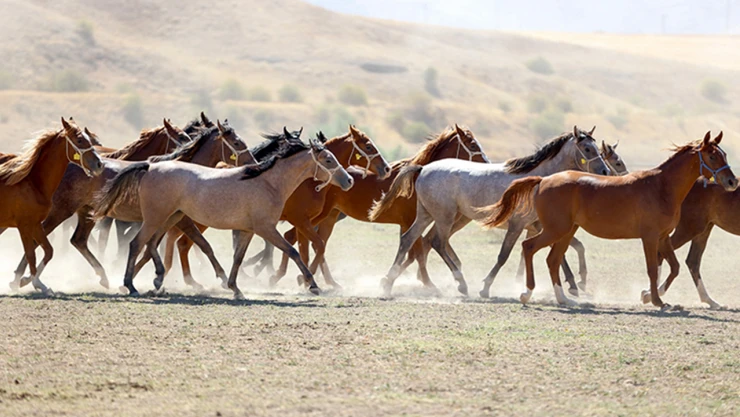 Safkan Arap Tayları, 5 yılda 210 milyon lira kazandırdı