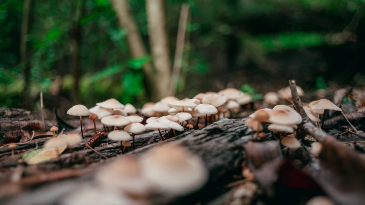 Sağlık Bakanı Koca'dan mantar zehirlenmesi uyarısı
