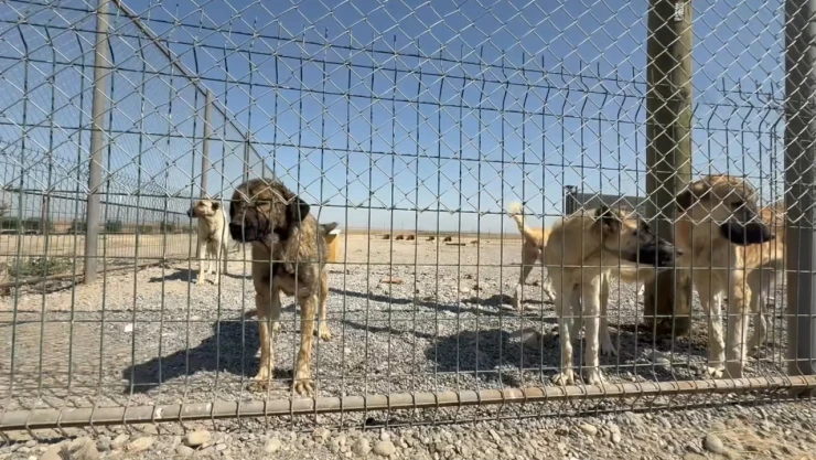 Sahipsiz köpek sorunu 5 aylık çalışmayla çözüldü