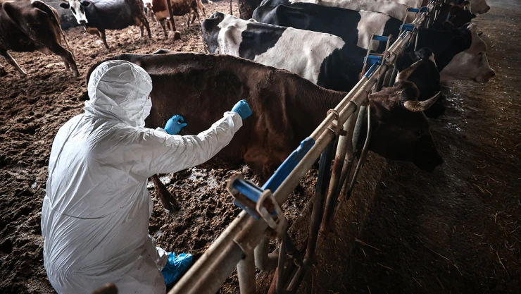 Şap hastalığına karşı aşılama timleri sahada