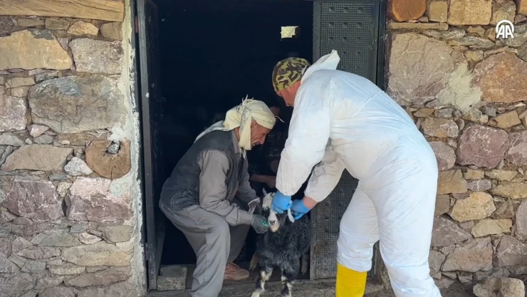 Şap hastalığına karşı hayvanlara aşı yapılıyor